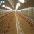 Import Broiler Poultry Farming House Equipment from China