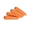 Carrot fresh organic carrots in carton S M L best quality  professional export karotten fresh carrot