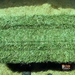 Cheap Alfafa Hay for Animal Feeding Stuff Alfalfa, hay/alfalfa hay pellets.