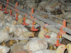 chicken farm equipment