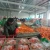 Import China best sale export quality fresh carrot from China