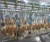 Import china factory poultry slaughtering equipment layers broilers turkey slaughter lines from China