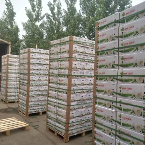 China garlic manufacturer