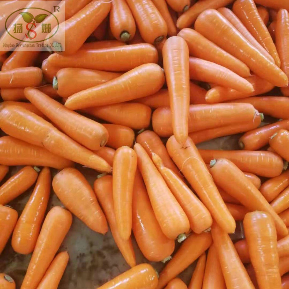 China highest quality carrot for export