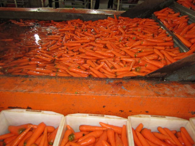 China Organic Fresh Red Carrots