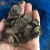 Import Chinese best price frozen truffle (Tuber indicum) from China