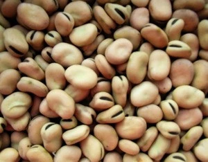 chinese broad bean