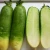 Import Chinese Grade A Fresh Organic Green Radish from China