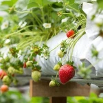 COCO PEAT GROW BAGS