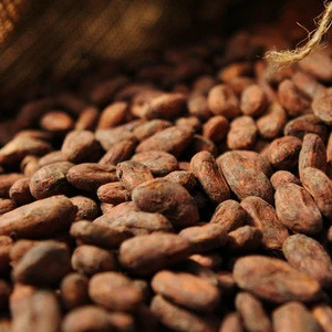 Cocoa Beans _ Cocoa Beans from Ivory Coast (Cote DIVOIRE)
