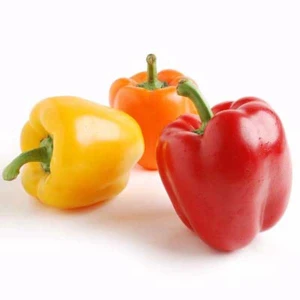Color Capsicum Bell Yellow Style Mature Weight Pepper Origin Type Size Fresh Spicy Place Model Maturity Cultivation Flavor BEC
