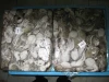 Cuttlefish whole 1kg -2kg , 2kg up and Octopus whole