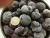 Import Detan Fresh Wild Black Chinese Truffle for sale from China