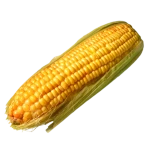 Dry Yellow Corn For Animal Feed Wholesale