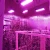 Import Factory Directly Greenhouse Hydroponic Plant Full Spectrum Veg/Bloom 3000W 2000W 1200W 1000W LED Grow Light from China