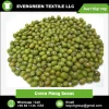 Fresh and Organic Green Mung Beans at Wholesale Price