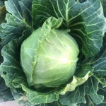 Fresh cabbage price
