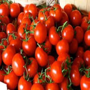 Fresh Cheap Red Tomatoes Wholesale