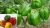 Import FRESH FARM GREEN AND RED CAPSICUM from South Africa