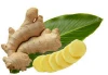 Fresh Ginger High Quality Rich Color and Texture from Myanmar
