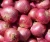 Import Fresh Indian Onion  -  +91-9891317790 from India