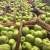 Import fresh pear fruit ya pear on sale shandong pear price from China