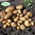 Import Fresh potato export overseas to produce potato chips from China