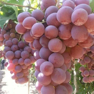 Fresh Red Crimson Seedless Table Grape