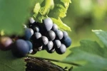 Fresh Seedless Grape Seedless Wholesale Price