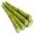 Import Frozen Sugarcane With High Quality/ Saccharum from China