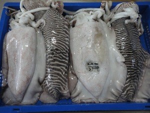 Frozen Whole Round Cuttlefish