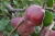 Import gala shniga fresh apples/ best quality fruits from Moldova