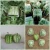 G&amp;N Hydroponic Plastic Watermelon Square Mould Vegetable Shaped Molds Factory