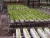 Import Good price hydroponic culture for plant from China