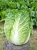Import Grade A Fresh Celery Cabbage /CELERY CABBAGE/New harvest fresh celery cabbage from Austria