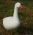 Import GUARDING style Foam snow goose decoy for hunting from China