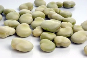 High Quality Cheap Price Broad Beans/Fava beans NEW CROP