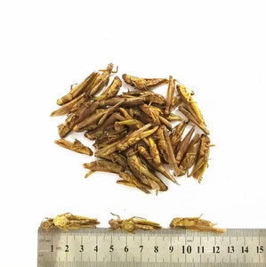 High Quality Factory Sell Bird Lizard Pet Food Dry Grasshopper