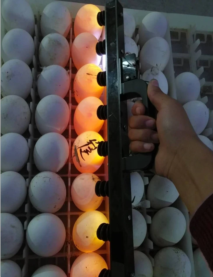 High quality incubator egg tester / incubator spare parts / egg candler