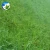 Import High Quality Tall Fescue Elata Festuca Arundinacea Schreb Seeds  Grass Seeds For Slope Protection from China