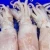 Import High quality west african frozen cuttlefish with reliable prices from United Kingdom