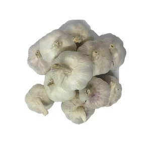 High Quality Wholesale White Fresh Garlic From Farms In Thailand