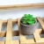 Import Home Decoration Artificial Mini Succulent Potted Plants Bonsai Indoor Plants from China