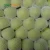 Import Hot selling Fresh Green Apple Exporter from China