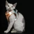 Import Hot Selling Luxury Pet Harness Leash Kit Soft Nighty Safety Reflective Material Cute Fashion Pet Apparel Accessories For Cats from China