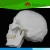 Import Hot selling Medical teaching Human skull ,3 parts Life -size skull model from China