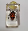 Insect specimen in resin block Pre school educational teaching resources