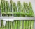 Import IQF frozen asparagus with good price from China
