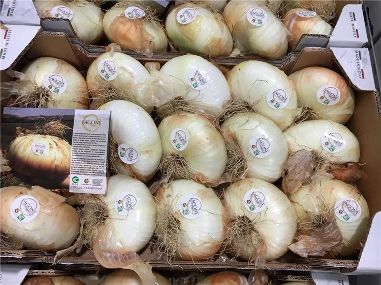 Italy Giarratana Fresh Onion Fresh Vegetables, White Onion