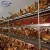 Import Leon series poultry cage system with whole equipment for livestock from China